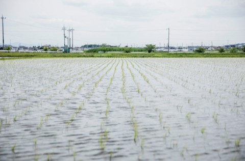 京都山城産ヒノヒカリは、毎年5月下旬ごろに田植えがはじまります。