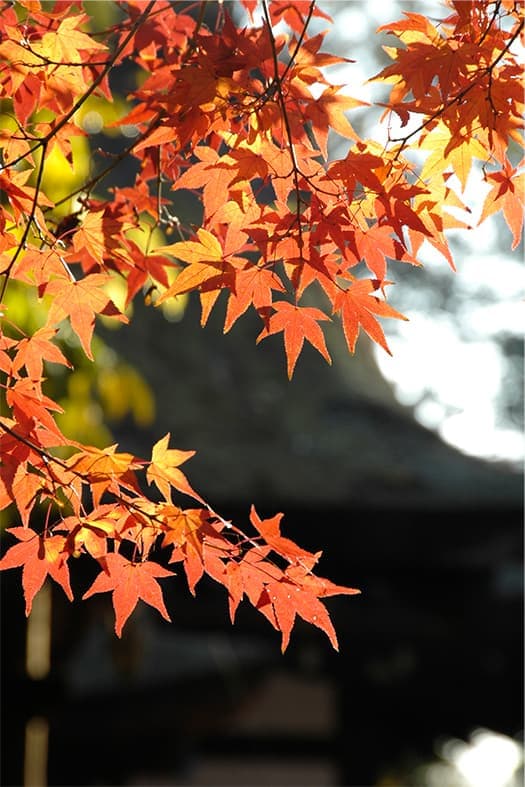 伝 -TSU TA E- イメージ